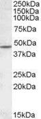 Cholinergic Receptor Nicotinic Beta 2 Subunit antibody, GTX88583, GeneTex, Western Blot image 