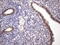 Zinc Finger CCCH-Type Containing 8 antibody, LS-C798520, Lifespan Biosciences, Immunohistochemistry paraffin image 