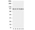 Signal Transducer And Activator Of Transcription 5B antibody, R30939, NSJ Bioreagents, Western Blot image 