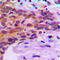 MOB Kinase Activator 1B antibody, LS-C356185, Lifespan Biosciences, Immunohistochemistry paraffin image 
