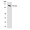 Discs Large MAGUK Scaffold Protein 2 antibody, LS-C291882, Lifespan Biosciences, Western Blot image 