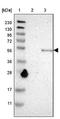 Plexin Domain Containing 1 antibody, NBP1-86954, Novus Biologicals, Western Blot image 