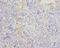 Tubulin beta-5 chain antibody, orb243792, Biorbyt, Immunohistochemistry paraffin image 