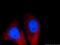 MAGE Family Member B4 antibody, 12786-2-AP, Proteintech Group, Immunofluorescence image 