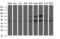 Ankyrin repeat and MYND domain-containing protein 2 antibody, M16611, Boster Biological Technology, Western Blot image 