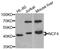 Neutrophil Cytosolic Factor 4 antibody, STJ24700, St John