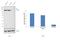 Valosin Containing Protein antibody, PA5-27323, Invitrogen Antibodies, Western Blot image 