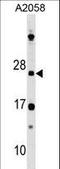 DR1 Associated Protein 1 antibody, LS-C159488, Lifespan Biosciences, Western Blot image 