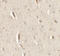 Glutamate Receptor Interacting Protein 1 antibody, LS-C201045, Lifespan Biosciences, Immunohistochemistry frozen image 