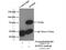 Arginyl Aminopeptidase antibody, 14764-1-AP, Proteintech Group, Immunoprecipitation image 