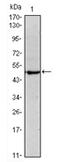 POU Class 5 Homeobox 1 antibody, AM06533SU-N, Origene, Western Blot image 