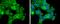 Cyclin Dependent Kinase 1 antibody, PA5-77900, Invitrogen Antibodies, Immunofluorescence image 