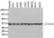 Tubulin Beta 4A Class IVa antibody, LS-C173086, Lifespan Biosciences, Western Blot image 