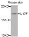 Interleukin 17F antibody, abx004974, Abbexa, Western Blot image 