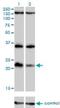 Dual Specificity Phosphatase 22 antibody, H00056940-M01, Novus Biologicals, Western Blot image 