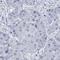 Taste 2 Receptor Member 1 antibody, HPA051879, Atlas Antibodies, Immunohistochemistry frozen image 