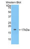 Biglycan antibody, LS-C293009, Lifespan Biosciences, Western Blot image 