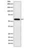 Angiopoietin Like 3 antibody, M02929-1, Boster Biological Technology, Western Blot image 