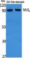 Nuclear valosin-containing protein-like antibody, A05446, Boster Biological Technology, Western Blot image 