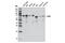 REL Proto-Oncogene, NF-KB Subunit antibody, 12707S, Cell Signaling Technology, Western Blot image 