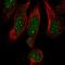 Mediator of RNA polymerase II transcription subunit 19 antibody, HPA039912, Atlas Antibodies, Immunofluorescence image 