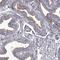 G Protein-Coupled Receptor Class C Group 5 Member C antibody, NBP1-87159, Novus Biologicals, Immunohistochemistry frozen image 