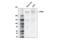 Leucine Rich Repeat Kinase 2 antibody, 81650S, Cell Signaling Technology, Western Blot image 