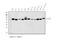Protein Kinase AMP-Activated Catalytic Subunit Alpha 1 antibody, A00994-6, Boster Biological Technology, Western Blot image 