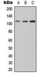 DEAD-Box Helicase 24 antibody, orb256490, Biorbyt, Western Blot image 