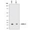 Small Ubiquitin Like Modifier 2 antibody, A-718, R&D Systems, Western Blot image 