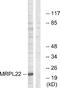 Mitochondrial Ribosomal Protein L22 antibody, A13598, Boster Biological Technology, Western Blot image 