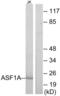 Anti-Silencing Function 1A Histone Chaperone antibody, abx013860, Abbexa, Western Blot image 