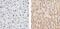 Cytochrome C Oxidase Subunit 4I1 antibody, A-21347, Invitrogen Antibodies, Immunohistochemistry paraffin image 