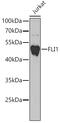 Fli-1 Proto-Oncogene, ETS Transcription Factor antibody, GTX32607, GeneTex, Western Blot image 