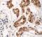 Zinc Finger Protein 346 antibody, PA5-21107, Invitrogen Antibodies, Immunohistochemistry paraffin image 