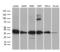 Phosducin-like protein 3 antibody, LS-C798723, Lifespan Biosciences, Western Blot image 