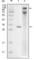 Inhibitor Of Nuclear Factor Kappa B Kinase Subunit Epsilon antibody, abx010992, Abbexa, Western Blot image 