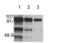 Hepatocyte Growth Factor antibody, NBP1-19182, Novus Biologicals, Western Blot image 