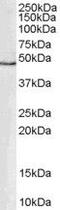 GATA Binding Protein 1 antibody, PA5-18408, Invitrogen Antibodies, Western Blot image 