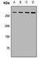 Autophagy Related 2B antibody, LS-C668382, Lifespan Biosciences, Western Blot image 