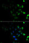 Pregnancy Specific Beta-1-Glycoprotein 1 antibody, MBS129691, MyBioSource, Immunofluorescence image 