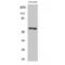 Far upstream element-binding protein 3 antibody, LS-C383472, Lifespan Biosciences, Western Blot image 