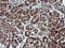 Parvin Alpha antibody, LS-C787967, Lifespan Biosciences, Immunohistochemistry frozen image 