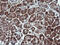 Matrix-remodeling-associated protein 2 antibody, LS-C787967, Lifespan Biosciences, Immunohistochemistry frozen image 