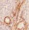 Steroidogenic Acute Regulatory Protein antibody, FNab08288, FineTest, Immunohistochemistry paraffin image 
