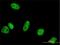 Peptidylprolyl Isomerase G antibody, H00009360-M02, Novus Biologicals, Immunofluorescence image 
