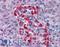 BH3 Interacting Domain Death Agonist antibody, LS-B2716, Lifespan Biosciences, Immunohistochemistry paraffin image 