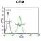 Neurexophilin 4 antibody, abx026137, Abbexa, Western Blot image 