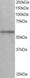 Oxysterol Binding Protein Like 9 antibody, orb18609, Biorbyt, Western Blot image 