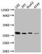 Leucine Rich Alpha-2-Glycoprotein 1 antibody, CSB-RA229992A0HU, Cusabio, Western Blot image 